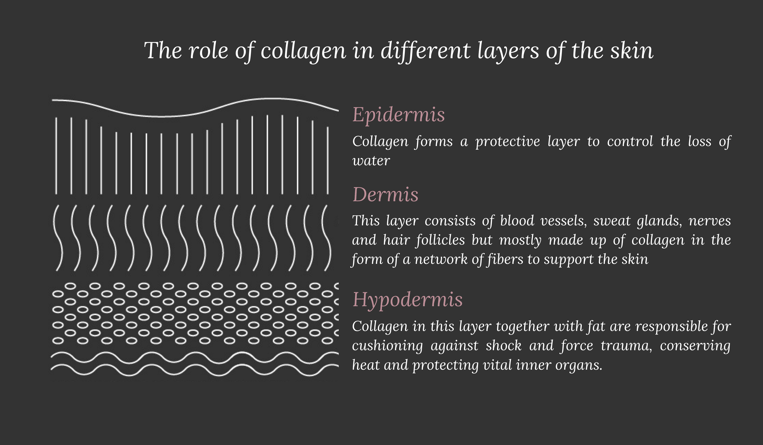Collagen in different layers of the skin